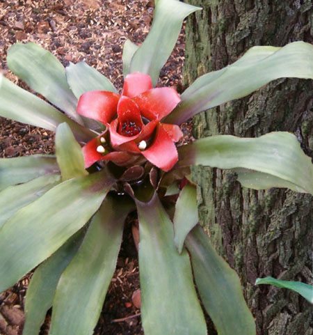 Black Amazonian Birdnest